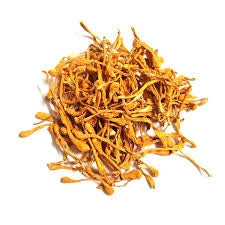 Cordyceps
