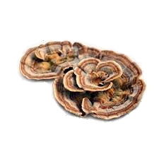 Turkeytail