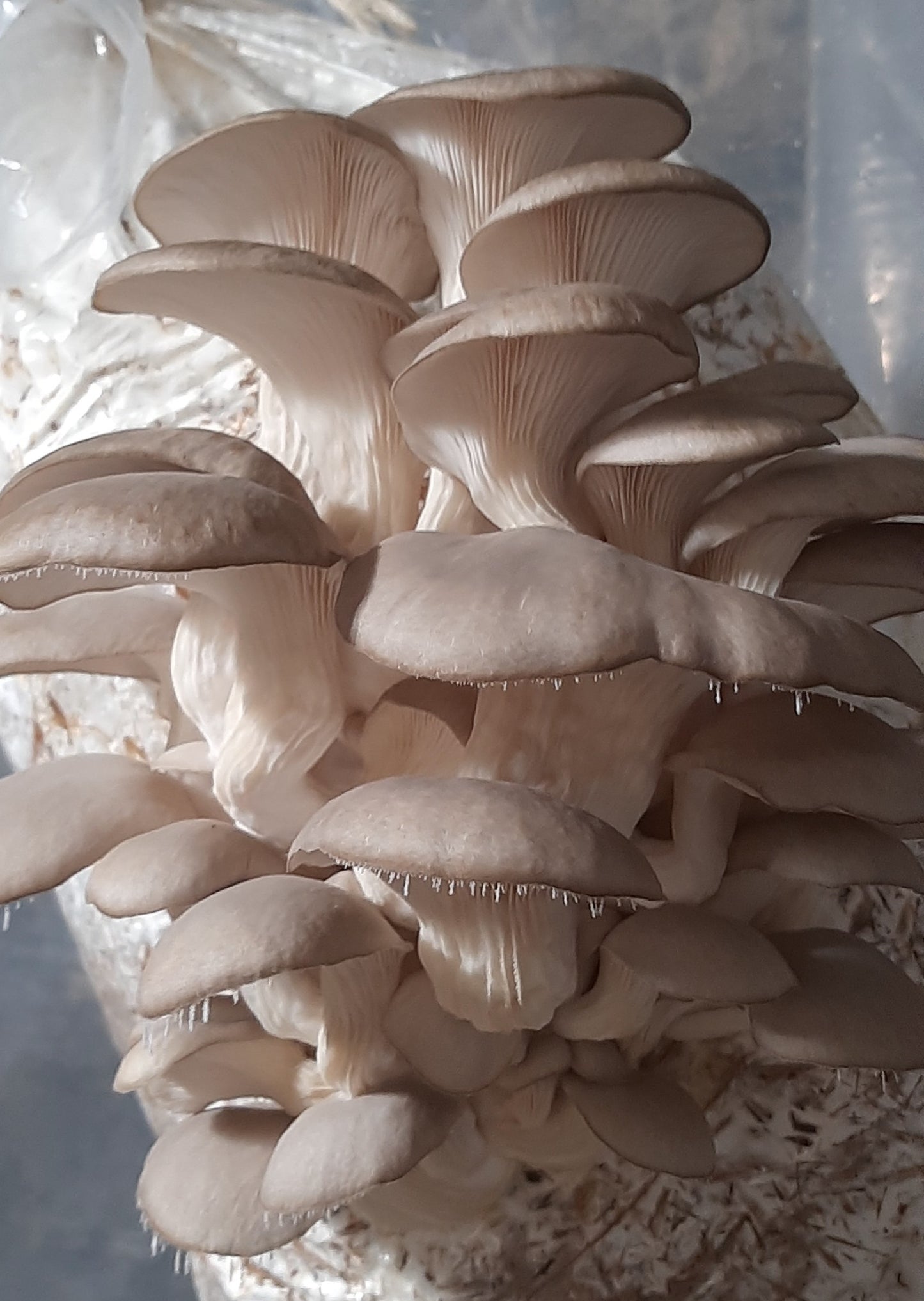 Kit de cultivo de hongos ostra grises