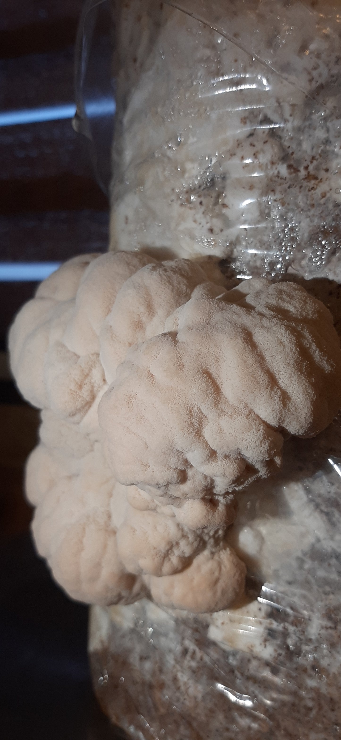 Lion's Mane Mushroom Grow Kit