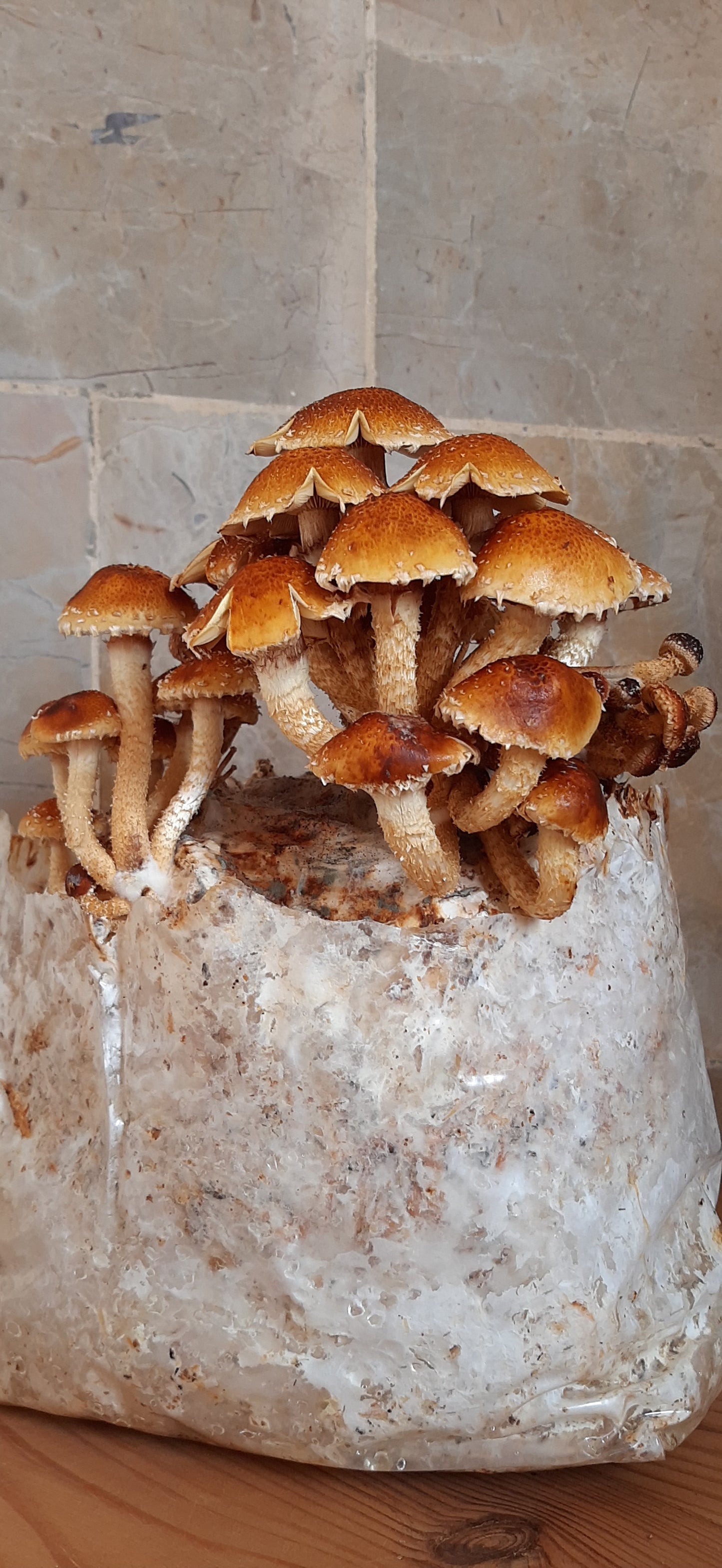 Chestnut Mushroom Grow Kit