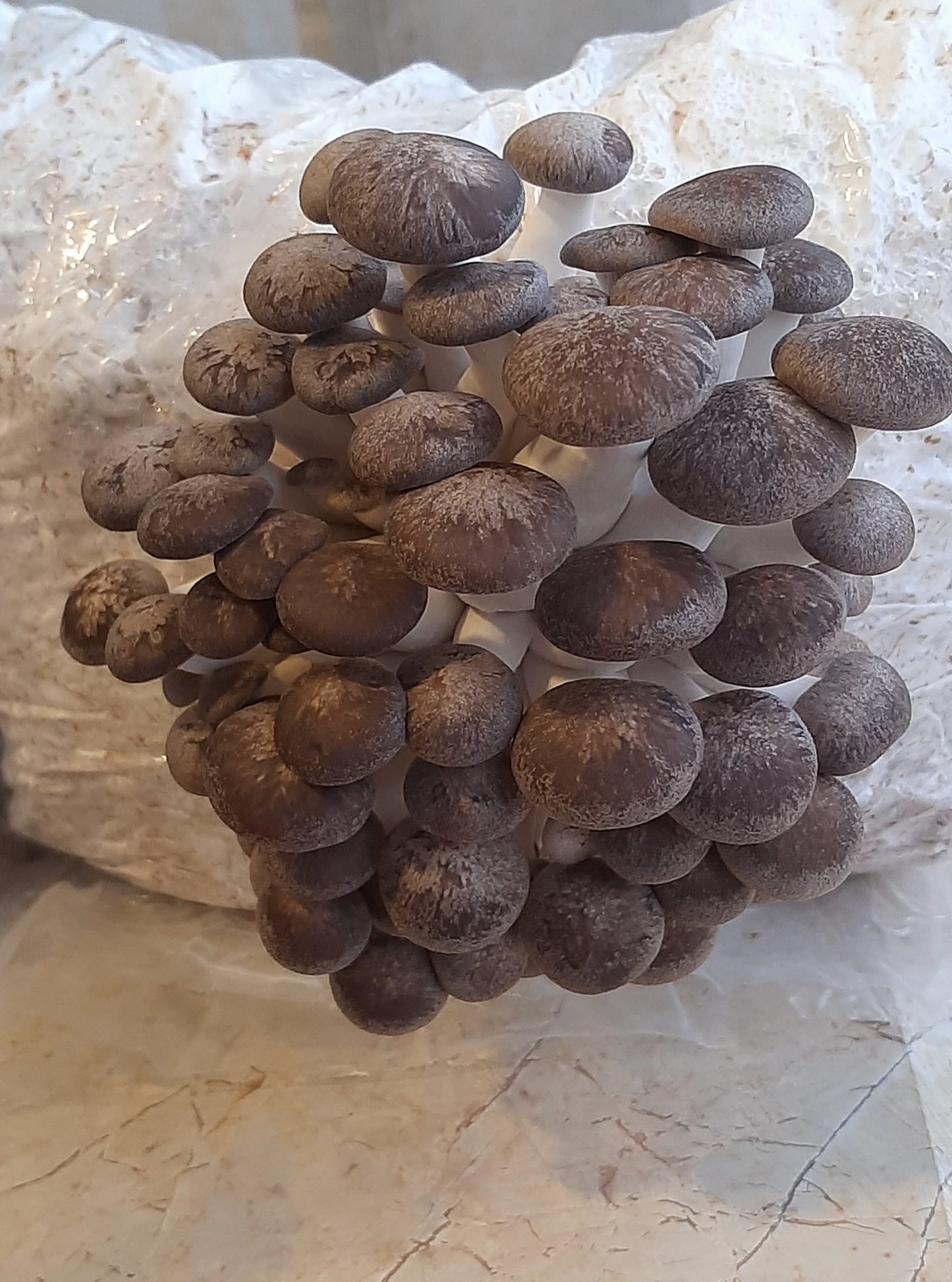 Black pearl king grow kit