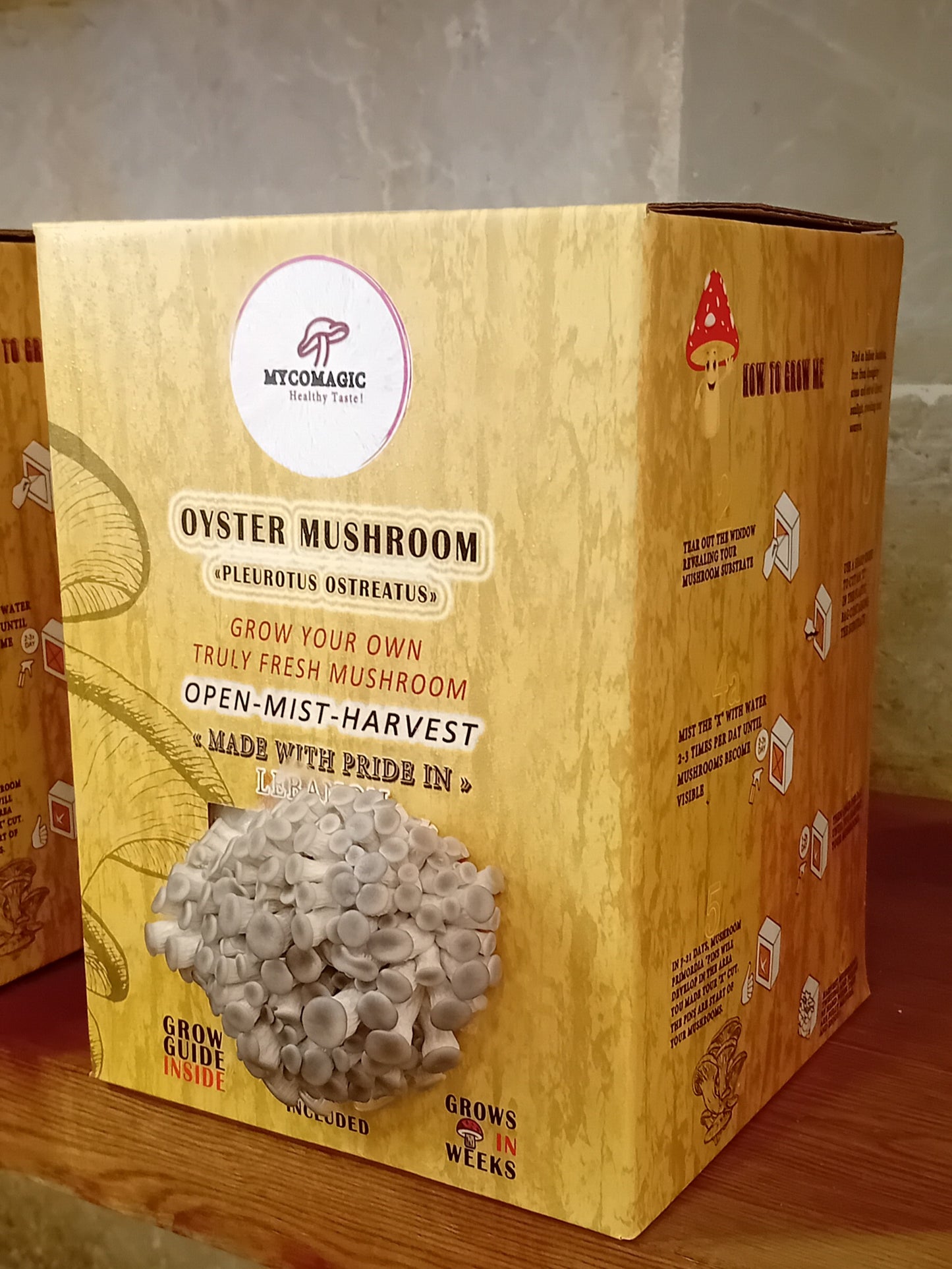 Kit de cultivo de hongos ostra grises