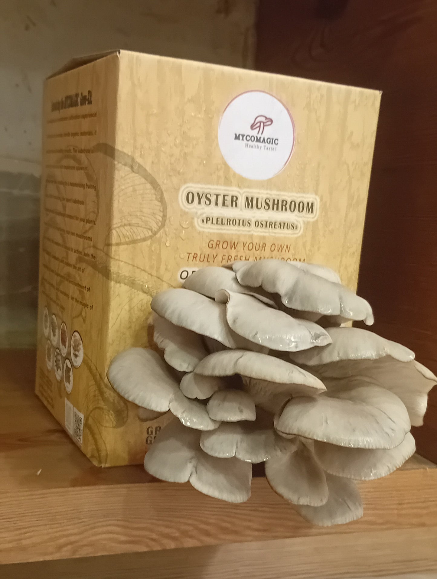 Kit de cultivo de hongos ostra grises