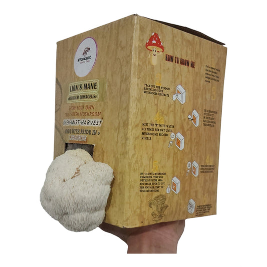 Kit de cultivo de hongos melena de león
