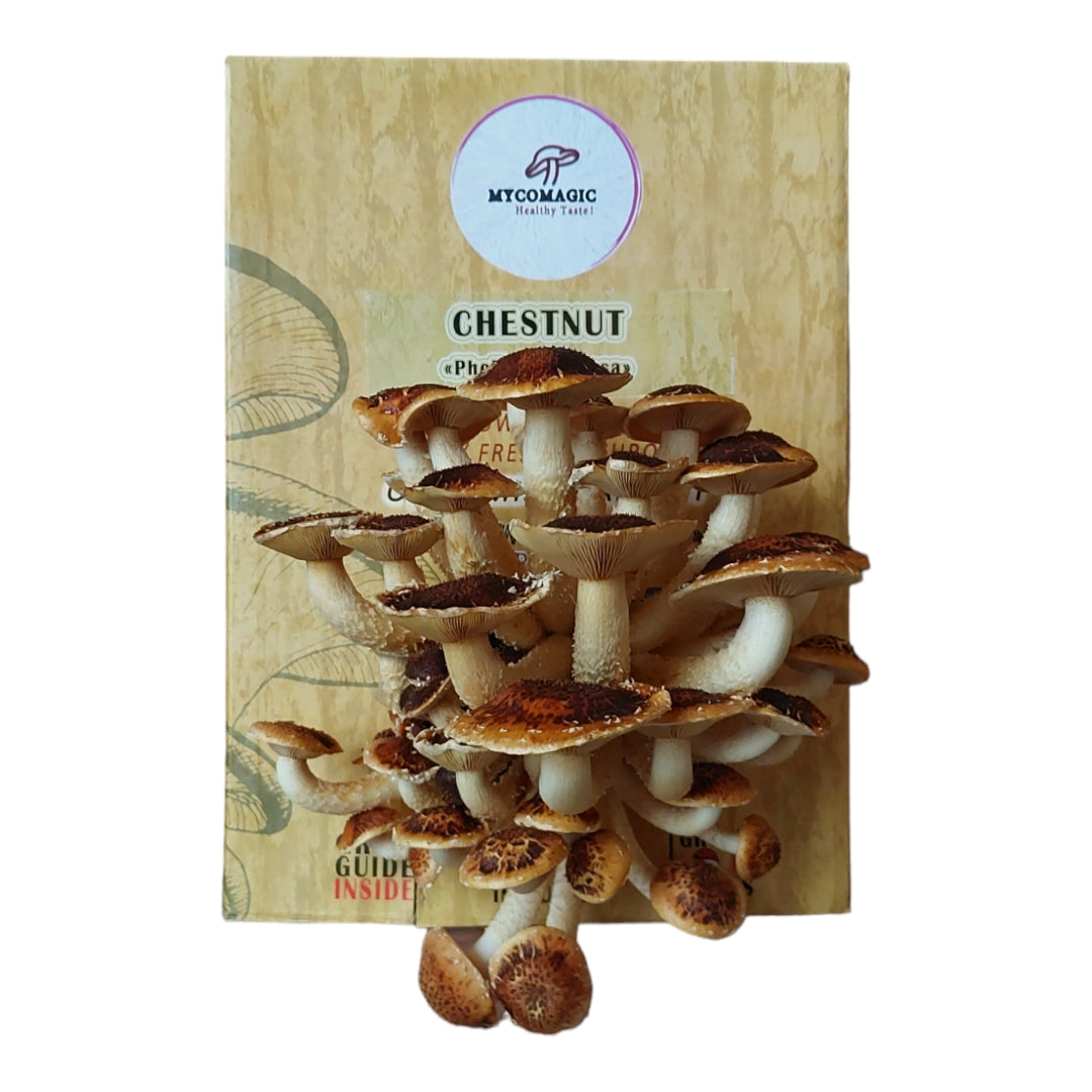 Chestnut Mushroom Grow Kit