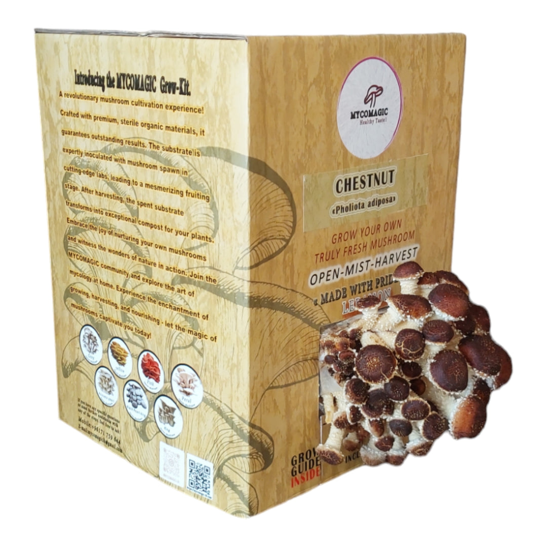 Chestnut Mushroom Grow Kit