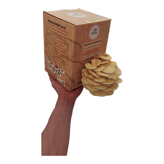 Kit de cultivo de hongos ostra amarillos
