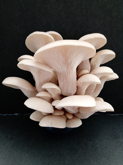 Kit de culture champignon Pleurote