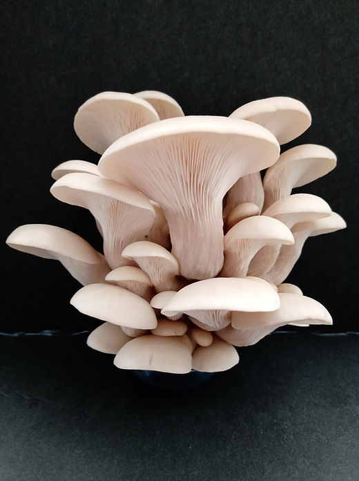 Pearl oyster mushroom grow-kit