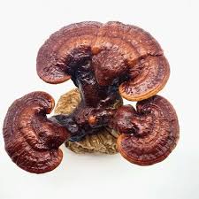 Reishi