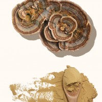Turkeytail