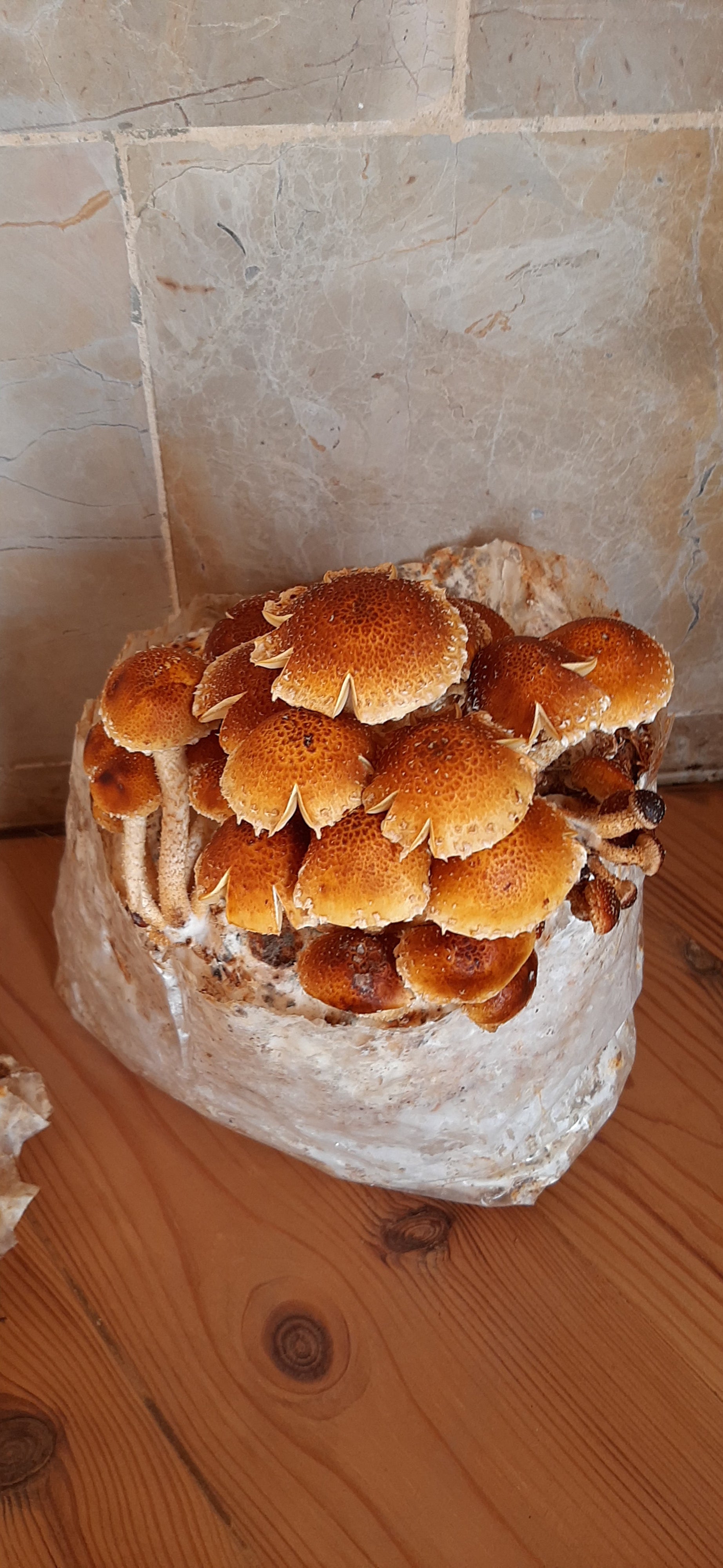 Sac de culture de champignons châtaigniers P. adiposa Kit de champignons  colonisés et prêts à fructifier -  France