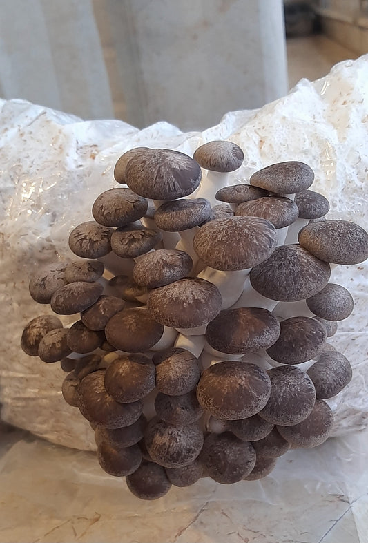 Mushroom grow bags