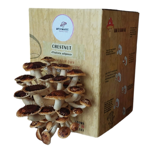 Kit de cultivo de setas castañas